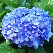 Hydrangea The Flower Of The Hamptons Pretty Flowers Beautiful Flowers Hydrangea Arrangements