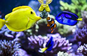 Exotic saltwater fish for aquarium. Pin On Aquarium Fish