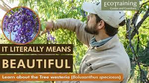 Image result for Bolusanthus