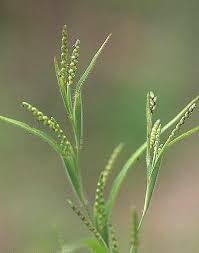 Image result for Hackelochloa