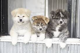 Full grown white japanese akita. Akita Inu And Akita Prefecture Akita Japan Travel