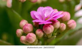 Image result for Sphaeranthus chandleri
