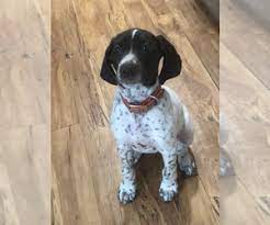 Click here to be notified when new german shorthaired pointer puppies are listed. Puppyfinder Com German Shorthaired Pointer Puppies Puppies For Sale Near Me In Florida Usa Page 1 Displays 10