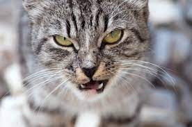 cat problems cats feral cats