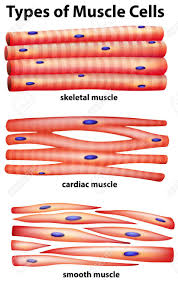 Tissues organs organ systems article khan academy. Diagram Showing Types Of Muscle Cells Illustration Royalty Free Cliparts Vectors And Stock Illustration Image 59363058