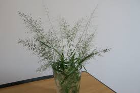 Image result for Eragrostis japonica