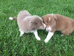 Border Collie Breeders New Franklin Oh Michelle S Grooming Emporium Llc