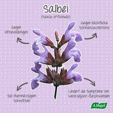 Folgend seien die beliebtesten produkte dieses shops kurz genannt, ehe unten ein ausführlicher preisvergleich auch weiterer shops erfolgt: Salbei Vielseitige Heilpflanze A Vogel