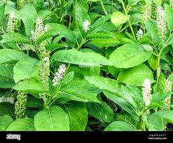 Image result for Phytolacca