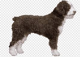 Ele tem um revestimento único profuso, ondulado ou encaracolado. Barbet Cao De Agua Espanhol Spaniel De Agua Americano Cao De Agua Portugues Lagotto Romagnolo Bichon Carnivoro Cachorro Como Mamifero Outros Png Pngwing
