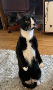 Black And White Tuxedo Cats For Sale Mother Who Are The Little Hoomans Kitten Adoption Cute Cats Baby Cats