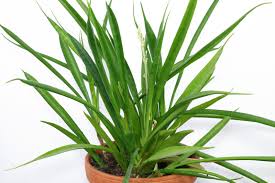 Image result for Sansevieria parva