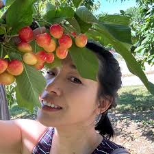 Pineapple powder in no bake cheesecake recipe