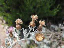 Image result for Cineraria pinnata