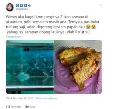 Tentunya hal tersebut ditentukan dari jenis dan ukurannya. Wanita Ini Kaget Saat Temukan Ikan Arwana Mahal Peliharaannya Digoreng Oleh Papanya Aku Nggak Bohong Sumpah