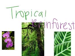Tropical rainforest plants also have adaptations to take in what little sunlight is available on the dark forest floor. Tropical Rainforest Plant Adaptations Science Biology Plants Earth Science Showme