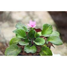 We did not find results for: Tanaman Hias Purple African Violet Atau Violces Bebas Pilih Warna Shopee Indonesia