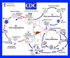 A technical film about the development of the malaria parasite through human and mosquito phases. The Malaria Parasite Life Cycle Involves Two Hosts During A Blood Download Scientific Diagram