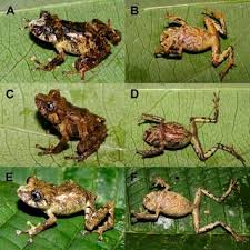 Image result for Pristimantis nankints