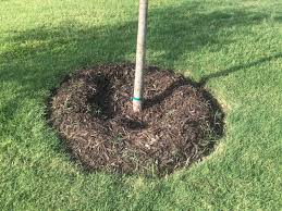 Check spelling or type a new query. Correct Tree Planting Techniques During Fall For San Antonio