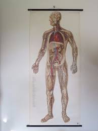 Vintage Roll Pull Down Medical School Chart Circulation Body Full Body Anatomy