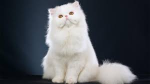 Harga kucing persia, kucing ini merupakan jenis kucing peliharaan yang paling banyak di gemari di indonesia. Harga Kucing Persia Medium Himalaya Peaknose Flatnose 2021