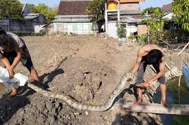 Check spelling or type a new query. Heboh Sanca Kembang Begini Cara Aman Menangkap Ular Tak Berbisa Halaman All Kompas Com