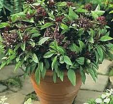 Image result for Ocimum labiatum