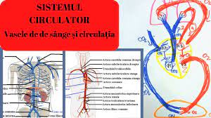 Sistemul venos al marii circulatii este reprezentat de doua vene mari :vena cava superioara si vena cava inferioara. Admitere Medicina Sistemul Circulator 3 Vasele De Sange Si Circulatia Youtube
