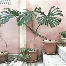 Monstera Deliciosa Tuin Planten Balkon Bloemen