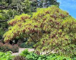 Image result for Alstonia venenata