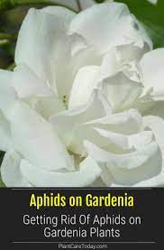 How To Get Rid Of Aphids On Gardenia Plants Gardenia Plant Get Rid Of Aphids Aphids