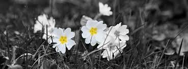 Spring facebook covers, we have the best spring facebook cover photos for your facebook timeline profile. 50 Black Facebook Cover Photos For People In A Sad Mood