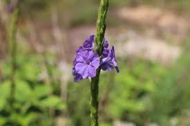 Image result for Stachytarpheta urticifolia