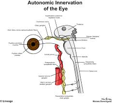 pupillary response neurology medbullets step 1