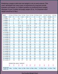 poodle weight chart jcspoodles4u com