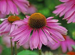 Maybe you would like to learn more about one of these? Landscaping With Native Plants Of Michigan