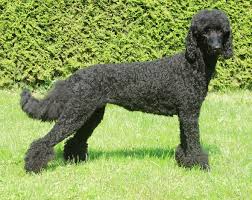 Es kratzt, juckt und schmerzt: Hund Bei Tierhaarallergie Gesundheit Tiere