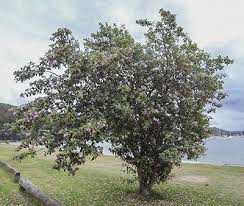 Image result for Lagunaria patersonia