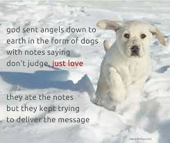 Dog Spelled Backwards Is God Coincidence I Think Not Dogs Labrador Quotes I Love Dogs