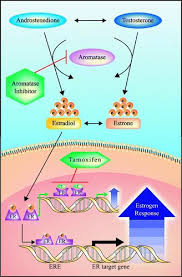 Image result for Tissue-selective Estrogen Complex