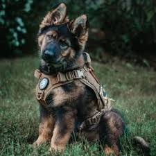 Tactical dog backpack hound dog harness vest with 2 large side bags. 24 Tactical Dog Harness Ideas Military Dogs Service Dogs War Dogs