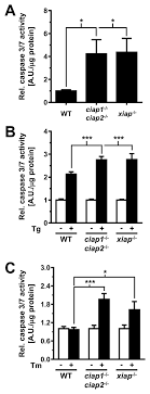 Natalie amiri ist eine deutsche journalistin und fernsehmoderatorin. An Initial Phase Of Jnk Activation Inhibits Cell Death Early In The Endoplasmic Reticulum Stress Response Abstract Europe Pmc