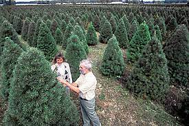 Christmas trees occupy a unique niche, incorporating aspects of both agricultural production and forestry. Christmas Tree Pests And Weeds Wikipedia