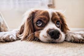 Dog lover, pet and family expert, and animal advocate colleen paige founded national dog day in the united states in 2004. Today Is The World Dog Day Novinite Com Sofia News Agency
