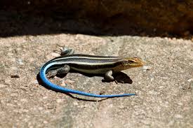 When it caught that baby lizard in its mouth, that tiny life started wriggling in the clutch of its mouth. How To Safely Catch And Hold A Wild Lizard Pethelpful