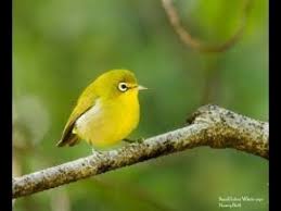 Bird Sounds Birds Singing Birds Chirping And Singing In Farm Bird Song Nature Sounds Bird Nature Animals Backyard Birds