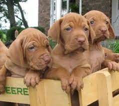 We did not find results for: Buckeye Vizsla Rescue Home Facebook