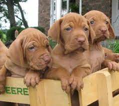 Miami valley vizsla club, inc. Buckeye Vizsla Rescue Home Facebook