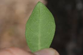 Image result for Pavetta gracillima